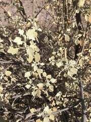 Malacothamnus jonesii