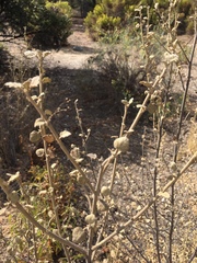 Malacothamnus jonesii