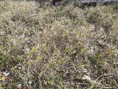 Carex muskingumensis