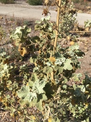 Malacothamnus fremontii cercophorus