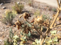 Malacothamnus fremontii cercophorus