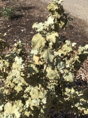 Malacothamnus fremontii cercophorus