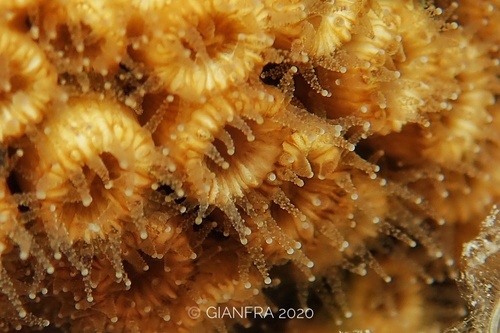 Cushion Coral, photo 2 of 10