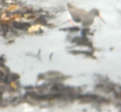 Calidris maritima