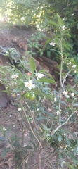 Solanum