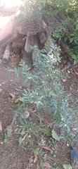 Solanum