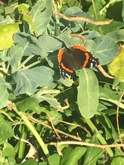 Vanessa atalanta