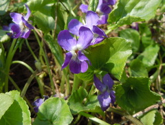 Viola suavis