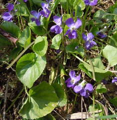 Viola suavis
