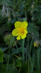 Helianthemum oelandicum orientale
