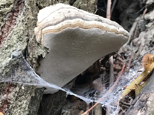 Fomes inzengae
