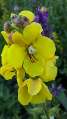 Verbascum spectabile