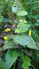 Verbascum spectabile