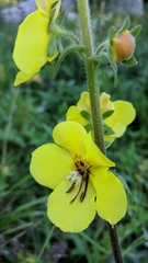 Verbascum spectabile