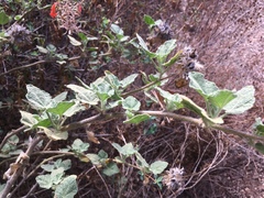 Malacothamnus lucianus