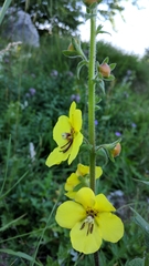 Verbascum spectabile