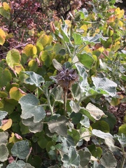 Malacothamnus lucianus