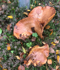 Paxillus ammoniavirescens