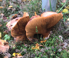 Paxillus ammoniavirescens
