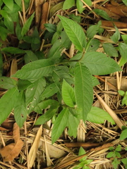 Lepidaploa canescens