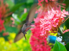 Anthracothorax mango