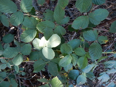 Rubus pascuus