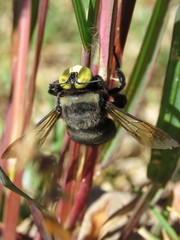 Xylocopa loripes