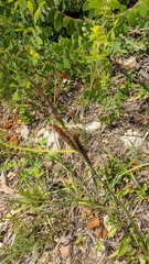 Carex flacca serrulata