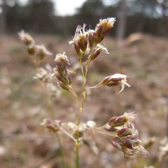 Anthoxanthum australe