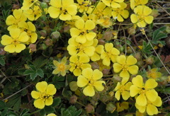 Potentilla incana