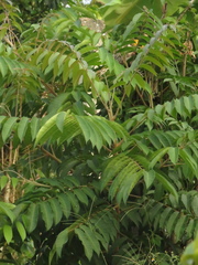 Toxicodendron striatum