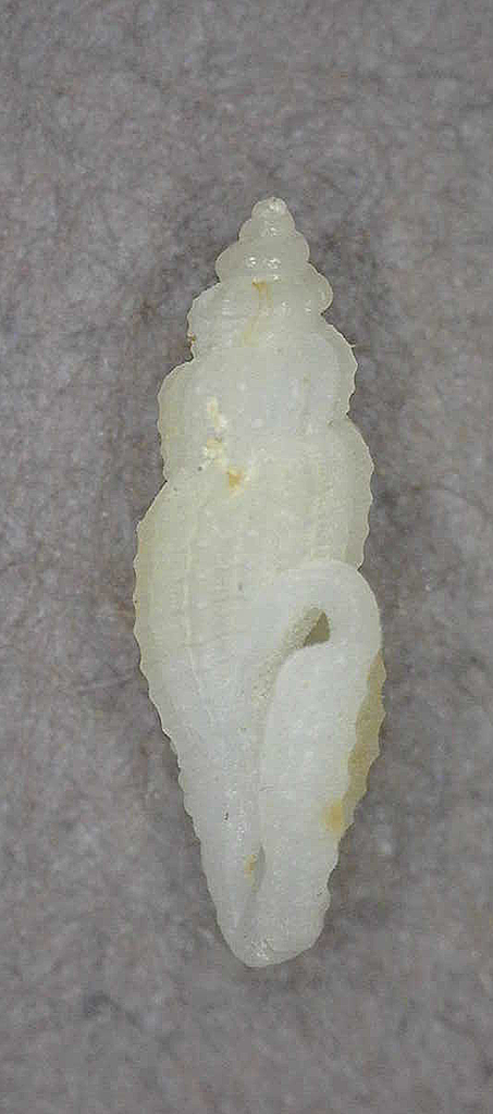 Eucithara angiostoma