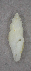 Image of Eucithara angiostoma