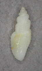 Eucithara angiostoma
