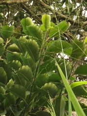 Chrysophyllum argenteum