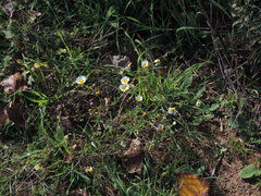 Cladanthus mixtus