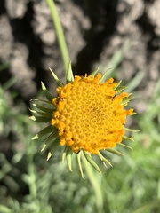 Gaillardia megapotamica