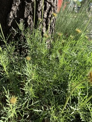 Gaillardia megapotamica