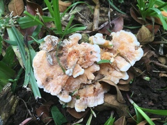 Rigidoporus microporus