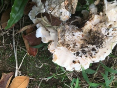 Rigidoporus microporus