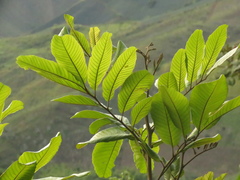 Cupania