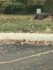 Sciurus carolinensis