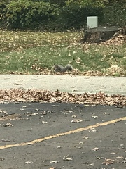 Sciurus carolinensis