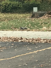 Sciurus carolinensis