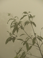 Aiouea montana