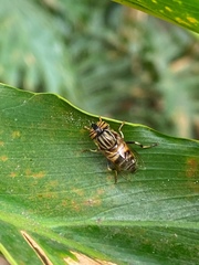Eristalodes