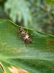 Eristalodes