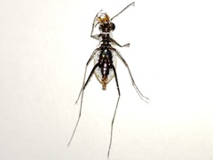 Habroscelimorpha dorsalis saulcyi