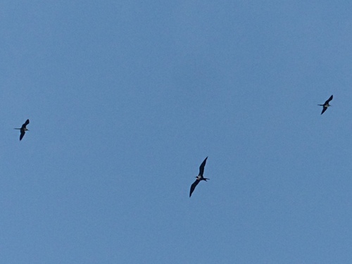 Lesser Frigatebird