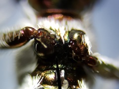 Habroscelimorpha dorsalis saulcyi